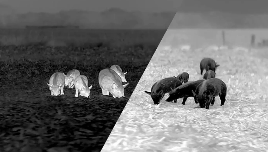 Wärmebildtechnologie zeigt Wildschweine in verschiedenen Modi auf einem Feld