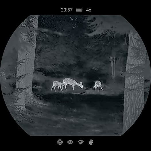 Rehwild bei der Waermebild Beobachtung am Waldrand in der Nacht