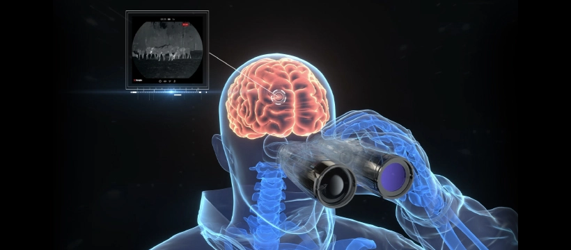 The Eternal Harmony Between Brain and Eyes