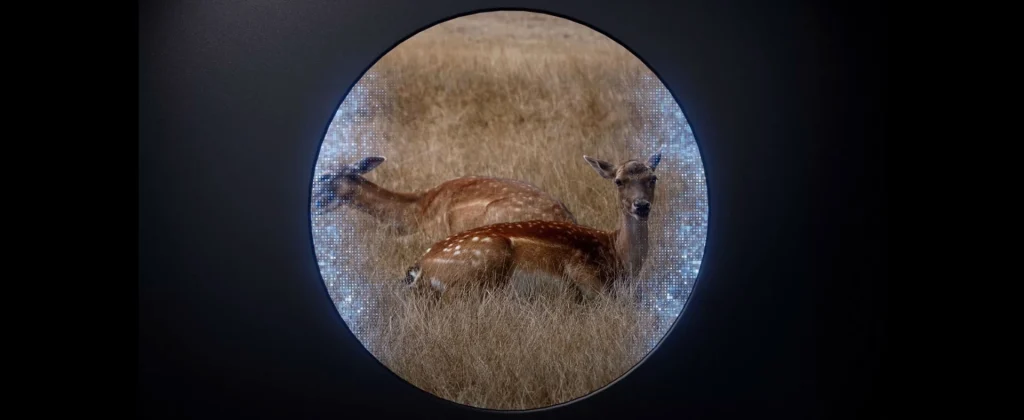 View through a rifle scope showing two deer standing in a grassy field.