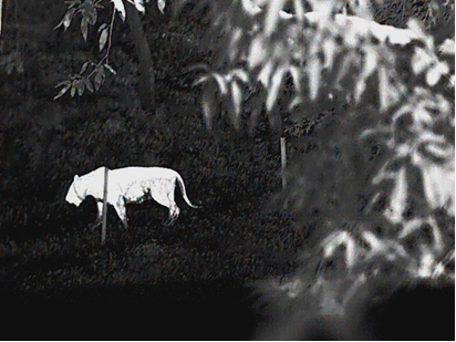 Imagen térmica de un jabalí caminando entre matorrales densos durante la noche.