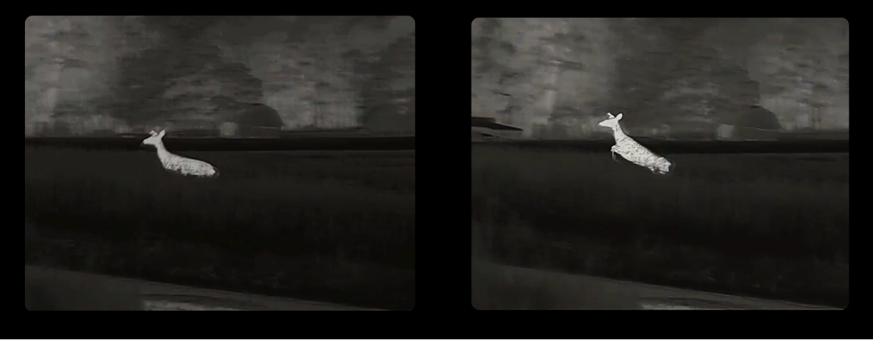 Side-by-side thermal images showing a deer standing and moving in an open field at night.
