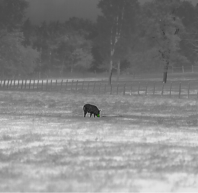 Imagen térmica de un jabalí pastando en un campo abierto durante la noche.