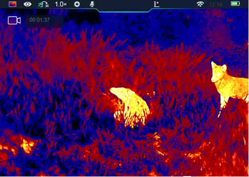 Vista térmica que muestra un animal brillante en pasto alto con un segundo animal a la derecha.