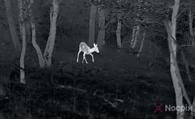 Thermal image of a wild animal moving through dense vegetation at night.