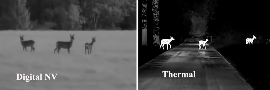 Direkter Vergleich von Hirschen, aufgenommen mit digitaler Nachtsicht (links) und Wärmebildkamera (rechts).