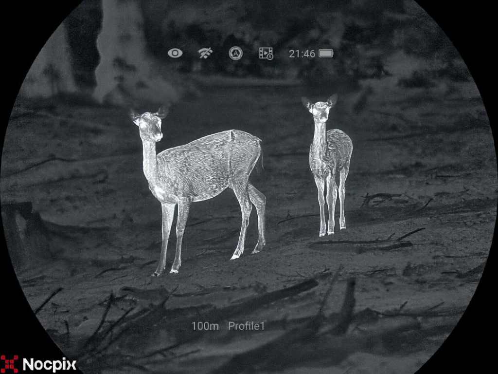 Fonctionnement de l'imagerie thermique : Image d'une caméra thermique permettant de détecter deux cerfs à 100 mètres à l'aide de jumelles thermiques.