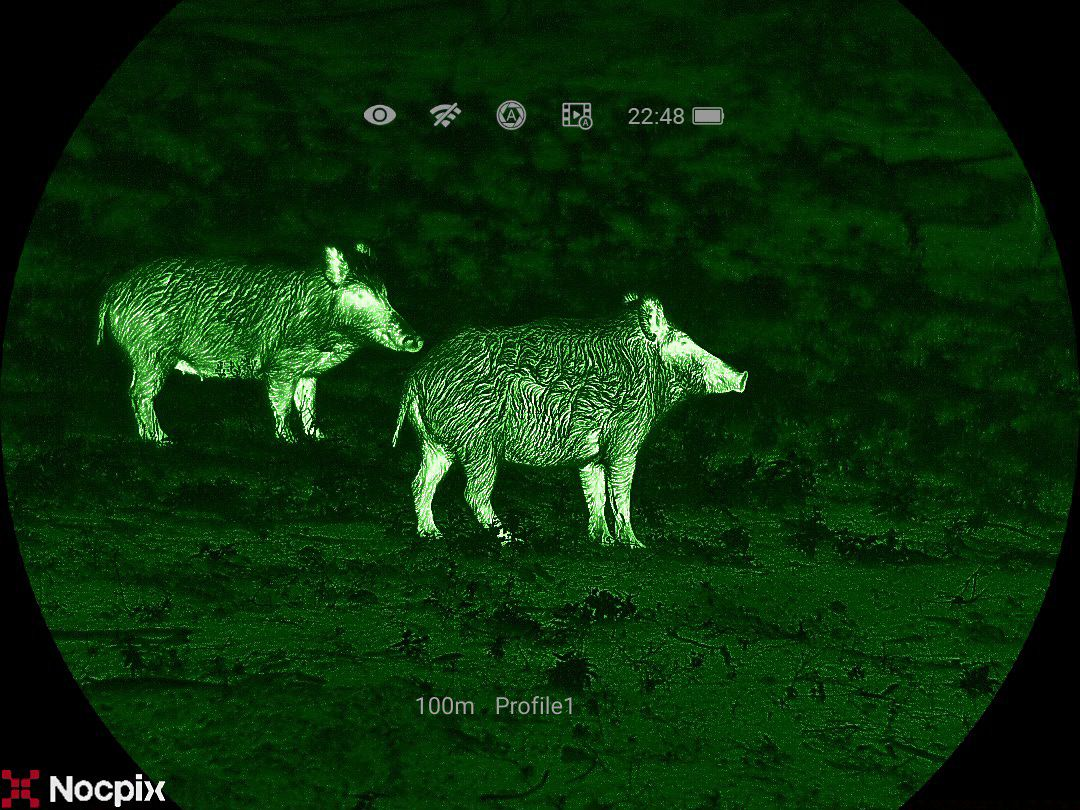 Vista con cámara térmica de dos jabalíes detectados a 100 metros de distancia durante la noche.